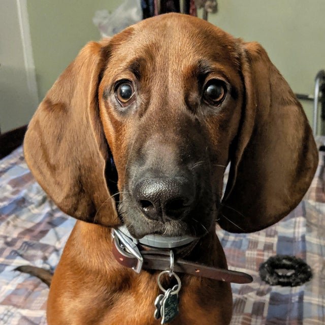 pawplee's tweet photo. Can we go for a walk please? 🐶🐾⁠🐕
.⁠
.
.
#pawplee #instapawp #dog #dogs #puppy #pup #ilovemydog #lovepuppies #adorable #doglover 
#redbonecoonhound #redbonecoonhounds #redbonecoonhoundsofinstagram #redbonecoonhoundsofig #redbonecoonhoundmix
 📷 u/1badassmomma https://t.co/UKZUQVaOZI