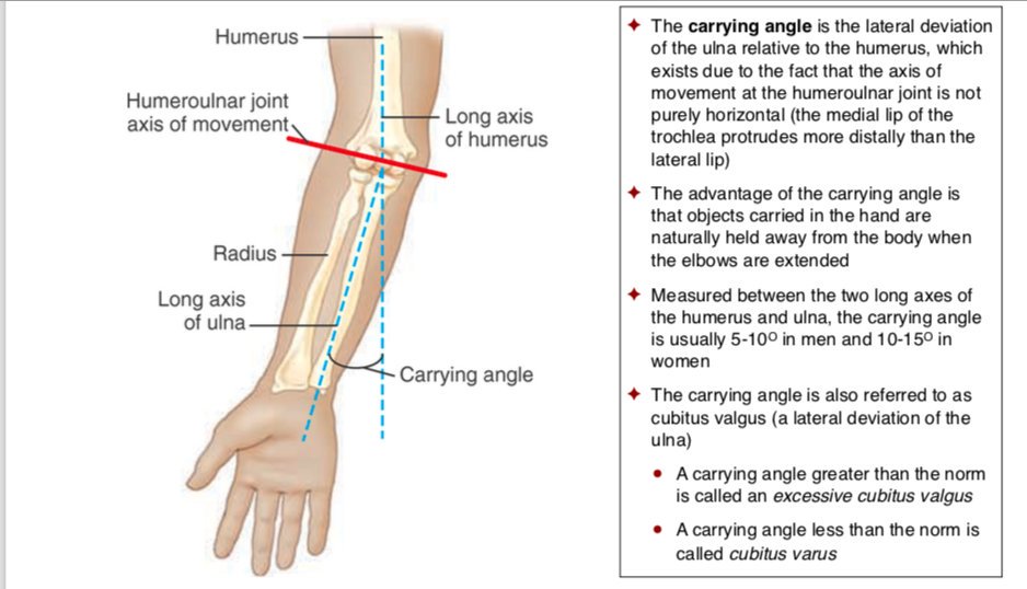 AnatomyStudies's tweet photo. Carrying Angle
#anatomystudiesforyogateachers #anatomystudies #anatomyforyogateachers #asfyt2019 #asfyt #yogaanatomy #functionalanatomy #commonyogainjuries #biomechanicsofyoga #kinesiologyofyoga #teachtolearn #learntoteach #yogaishappiness #yogateacher #carryingangle https://t.co/YbdMFbwUOs