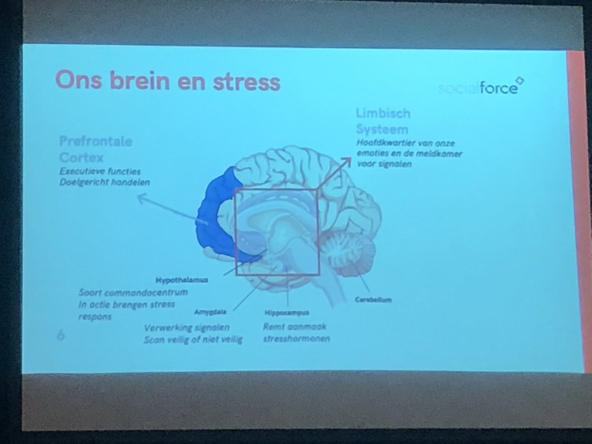 Wat doet een chronische stress met je brein? Aanhoudende geldstress beïnvloed het vermogen en houdt datgene wat we juist niet willen in stand... Stress sensitief werken draagt positief hieraan bij! <a href="/MM_Nederland/">Mobility Mentoring®</a> Dank voor heldere uitleg! <a href="/nadjajungmann/">Nadja Jungmann</a> #mobilitymentoring #armoede