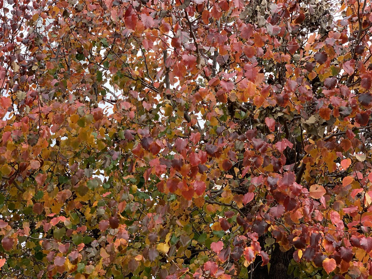 Fall colors in Dallas. #leaves #fall