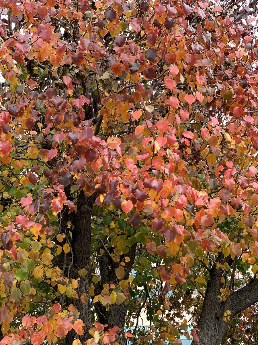 fergies_class's tweet photo. Fall colors in Dallas. #leaves #fall https://t.co/GQdnoAZlxL