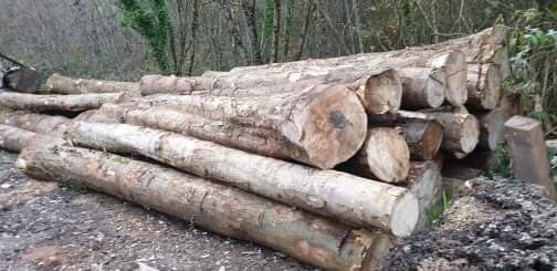 WenTimberCentre's tweet image. A lovely delivery of local, Herefordshire Sycamore logs arrived today and the star that is @michaelsparey has started milling them already 👍🌳#localtimber #sustainablelogging #sustainabletimber #sycamore #millthemstraightaway #localhardwoods #wentwoodtimbercentre #hardwoods