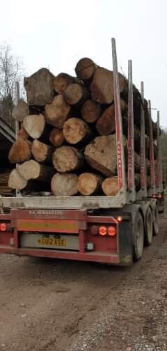 WenTimberCentre's tweet image. A lovely delivery of local, Herefordshire Sycamore logs arrived today and the star that is @michaelsparey has started milling them already 👍🌳#localtimber #sustainablelogging #sustainabletimber #sycamore #millthemstraightaway #localhardwoods #wentwoodtimbercentre #hardwoods