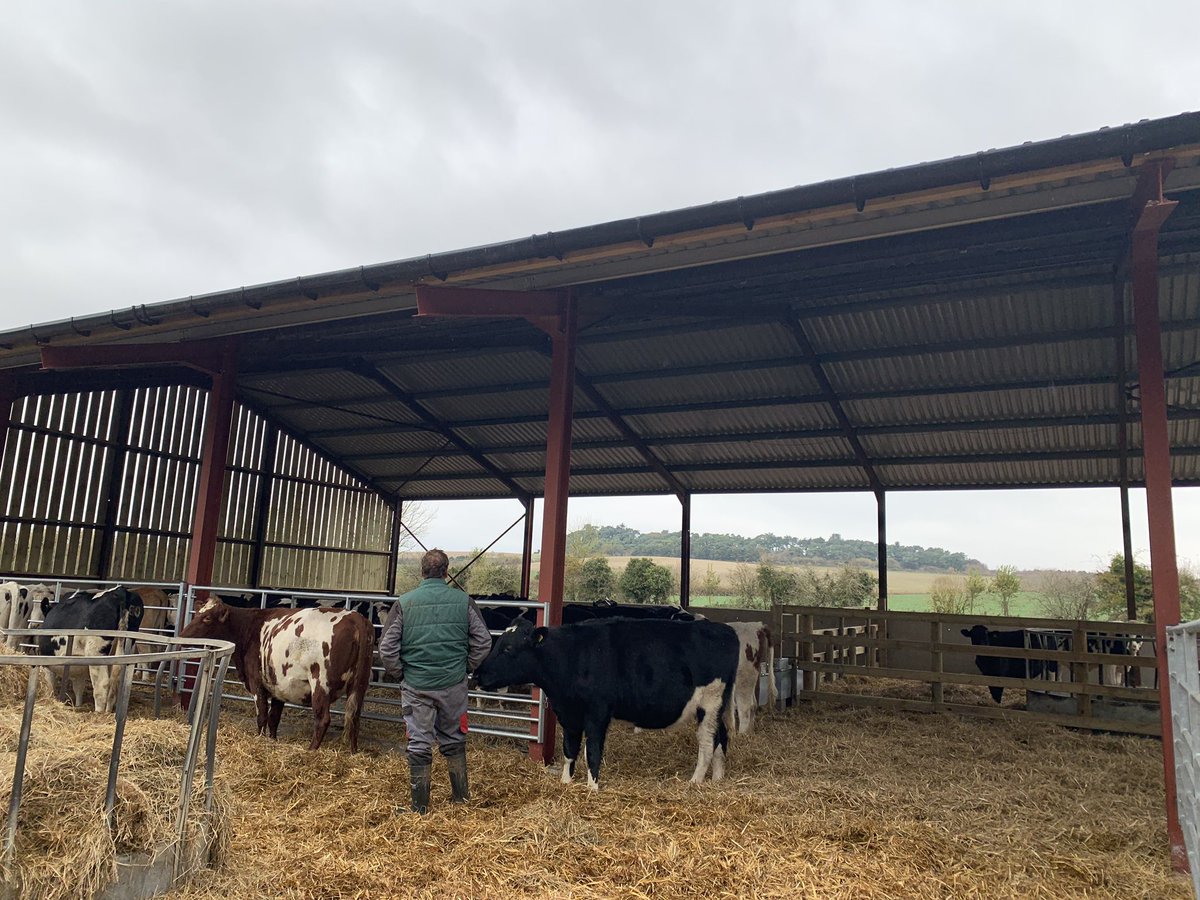 Checking our #incalfheifers and #bullingheifers in their new barn at the weekend! My favourite always taking to the camera being a #pedigree #Ayrshire. All the heifers are put to a #herefordbull
