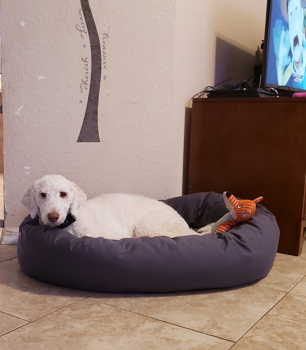 _IVROC_'s tweet image. Brady never lays on any bed that we&apos;ve got him in the past , so this is very surprising to us all at home . Hes about 80 pounds and the large is more than big enough for him . Very comfortable thick round bed .  Best for our pup hands down .   #pawapproved #mymajesticpet