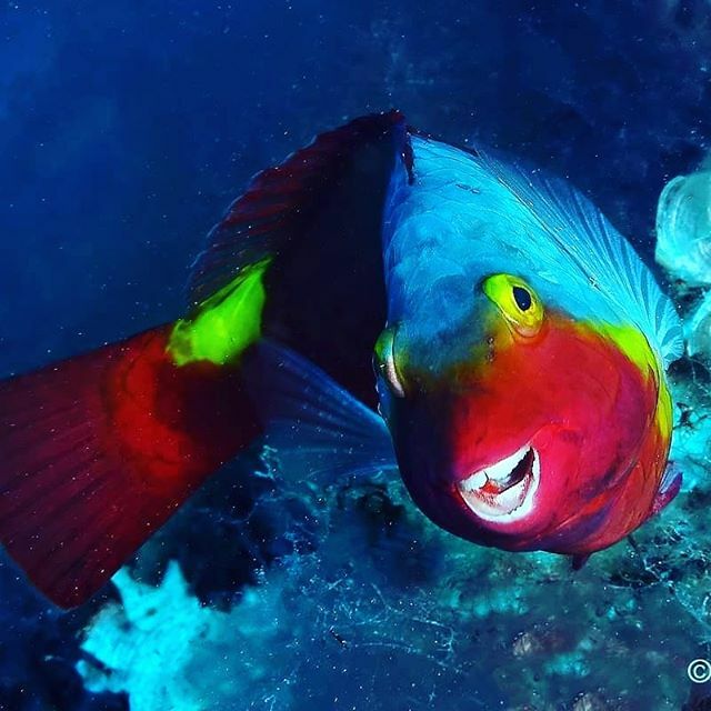 Leslie Noel O'Neill (@scuba_explorers) on Twitter photo Gorgeous parrotfish! ♡
Credits go to photographer
<a href="/ElioNicosia/">Elio Nicosia</a>
#parrotfish #marinelife #scubadiving #scubadivingphotos ift.tt/2pDRv4v Gorgeous parrotfish! ♡
Credits go to photographer
<a href="/ElioNicosia/">Elio Nicosia</a>
#parrotfish #marinelife #scubadiving #scubadivingphotos ift.tt/2pDRv4v