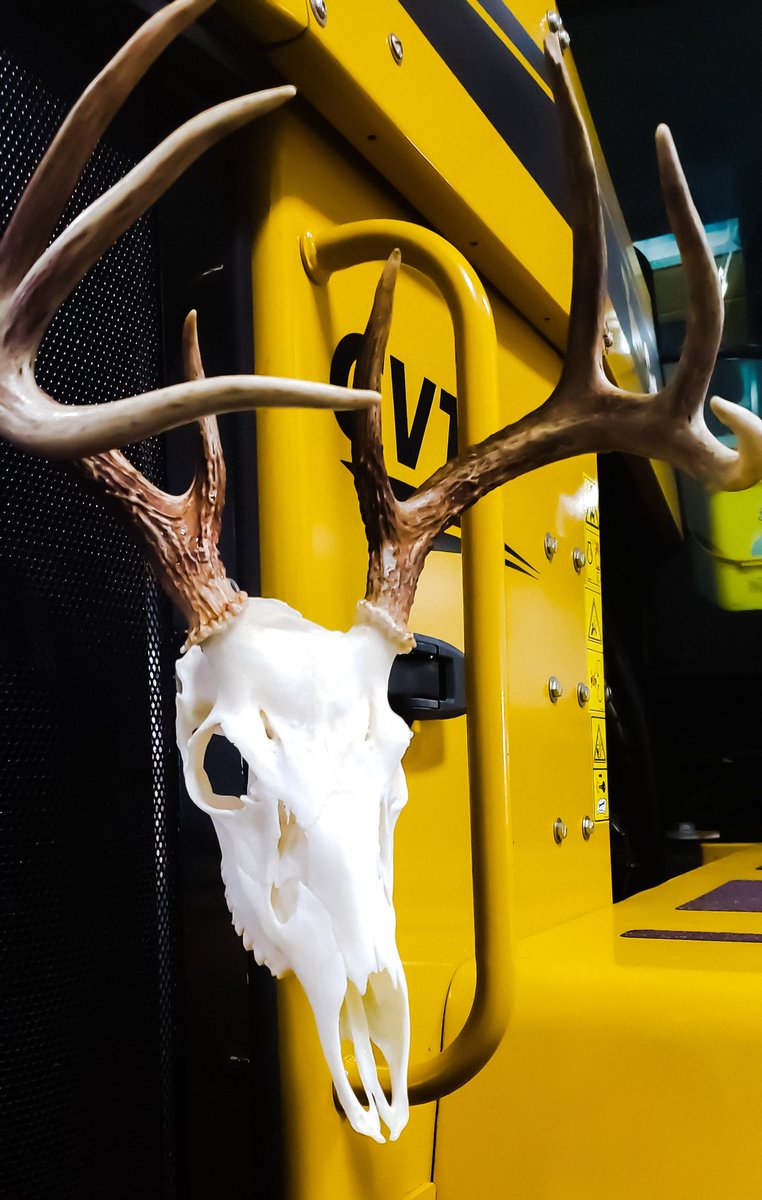 HunterCounty's tweet image. First European mount ever. Helped do it for a coworker. I think it turned out pretty good!