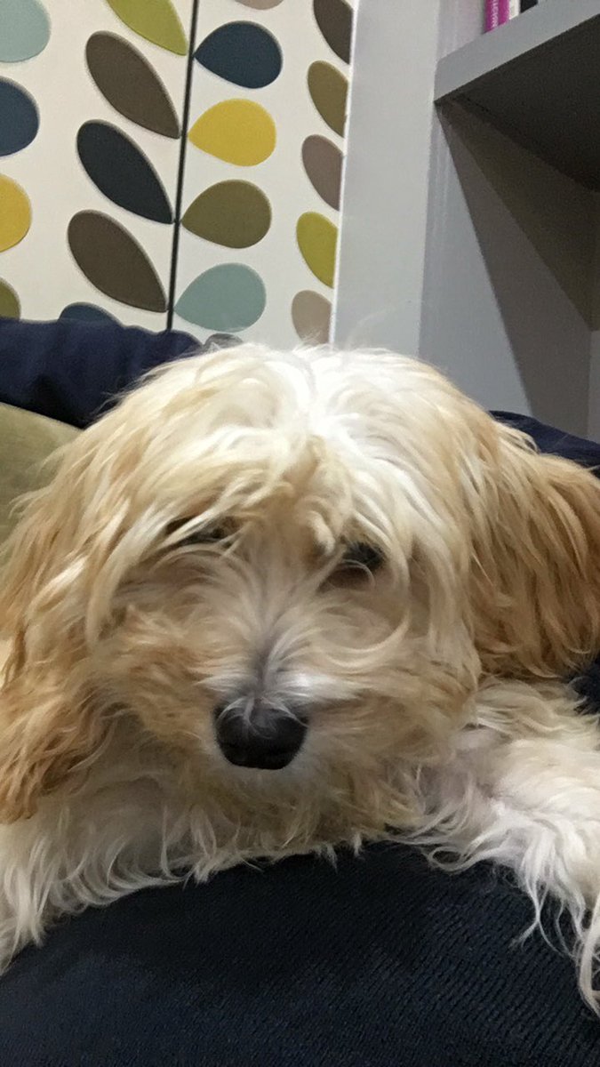 AshfieldJK's tweet photo. After today’s @PCAPropertyCare conference this good girl needs to start earning her keep! #IIWC2019 https://t.co/vqc6eMhYth