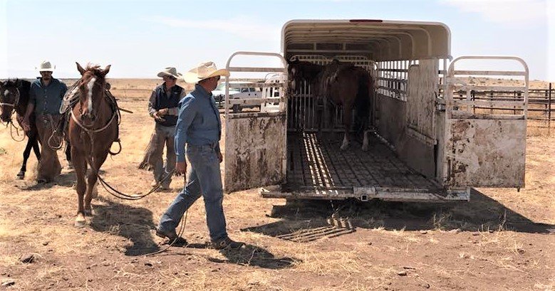 ShelbyFlooring's tweet photo. Shelby Livestock Lug flooring is the working cowboy's choice when they need a floor they can depend on. #cattle #horses #ranch #livestock #workingcowby #Rubberboards #Livestocktrailer #Shelbytrailerflooring #Cleatboard #Lugboard #cattlehauling #Ranchlife #bigbendtrailers https://t.co/zTOVdlZpou