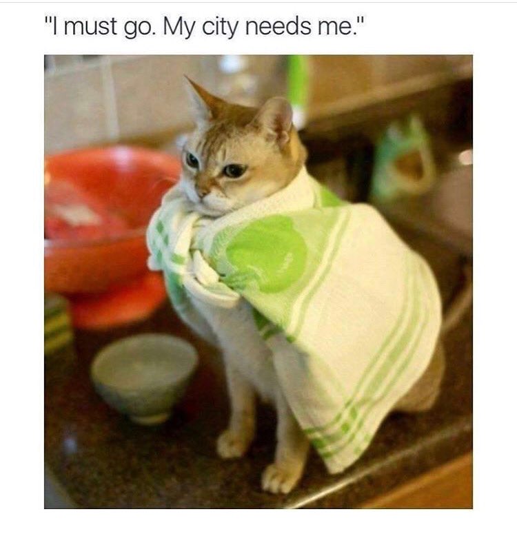 KittyKatFlat's tweet photo. #herocat #meow #kittykatflat https://t.co/HHBrolWhbc