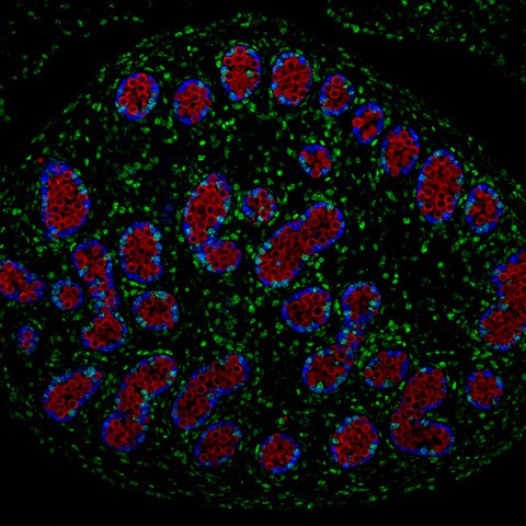 Whitehead Institute tweet media