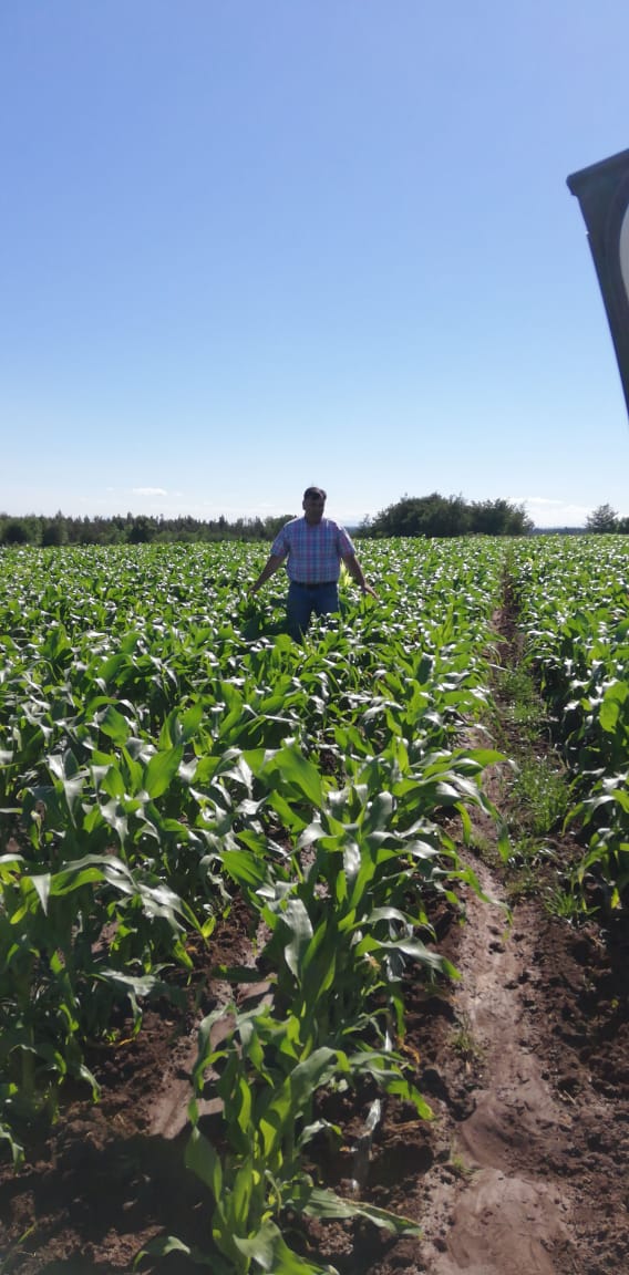 samcosystem's tweet photo. Some pictures from #Chile π¨π± this week with #maize seed from @PioneerSeeds using variety P9911 for grain maize, the #samcofilm is holding in the moisture very well so therefore less #irrigation needed early in the growing season. #samcosystem #samcomaize https://t.co/65Pulnbm8F