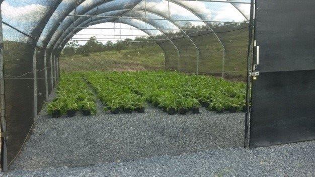 jgzfoundation's tweet photo. The Jacob Zuma Foundation, together with various partnerships, created Hydroponic Gardens in Nkandla and Benoni. Two more gardens were opened in Ugu district to benefit communities affected by the Shobashobane Massacre. https://t.co/kZ0wF9sfSy