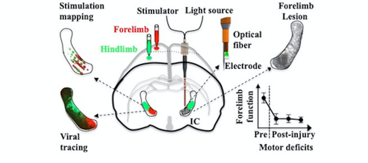WeinbergCP's tweet photo. Dr. Carmel and team's recent publication: Targeted Infarction of the Internal Capsule in the Rat Using Microstimulation Guidance. Read here: https://t.co/tIpZqKNdPE @StrokeAHA_ASA #research #lacunarstrokes #electrophysiological #axons #lab #publication #microstimulation https://t.co/5knYLHEY9J