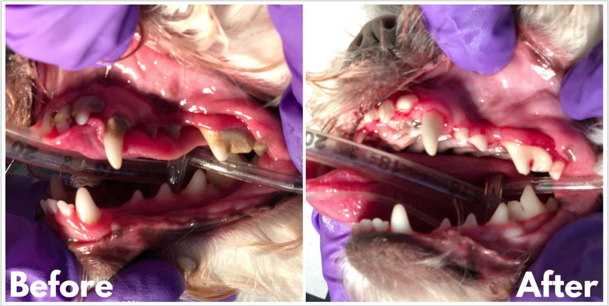 Be sure to keep up with your pet's dental health... Here's a great example of the importance of annual dental cleaning and home dental care. 🐾🐶 #dogsoflasvegas #vegasdogs #lasvegaspets #lasvegaspet #petsoflasvegas #vet #veterinarian #animalhospital #veterinarymedicine #vetlife