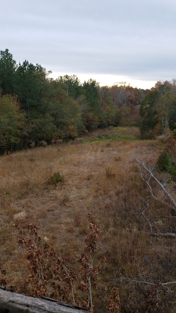 biggdwood's tweet photo. Afternoon wind down....peaceful today #huntgeorgia https://t.co/avgNbUqoL0