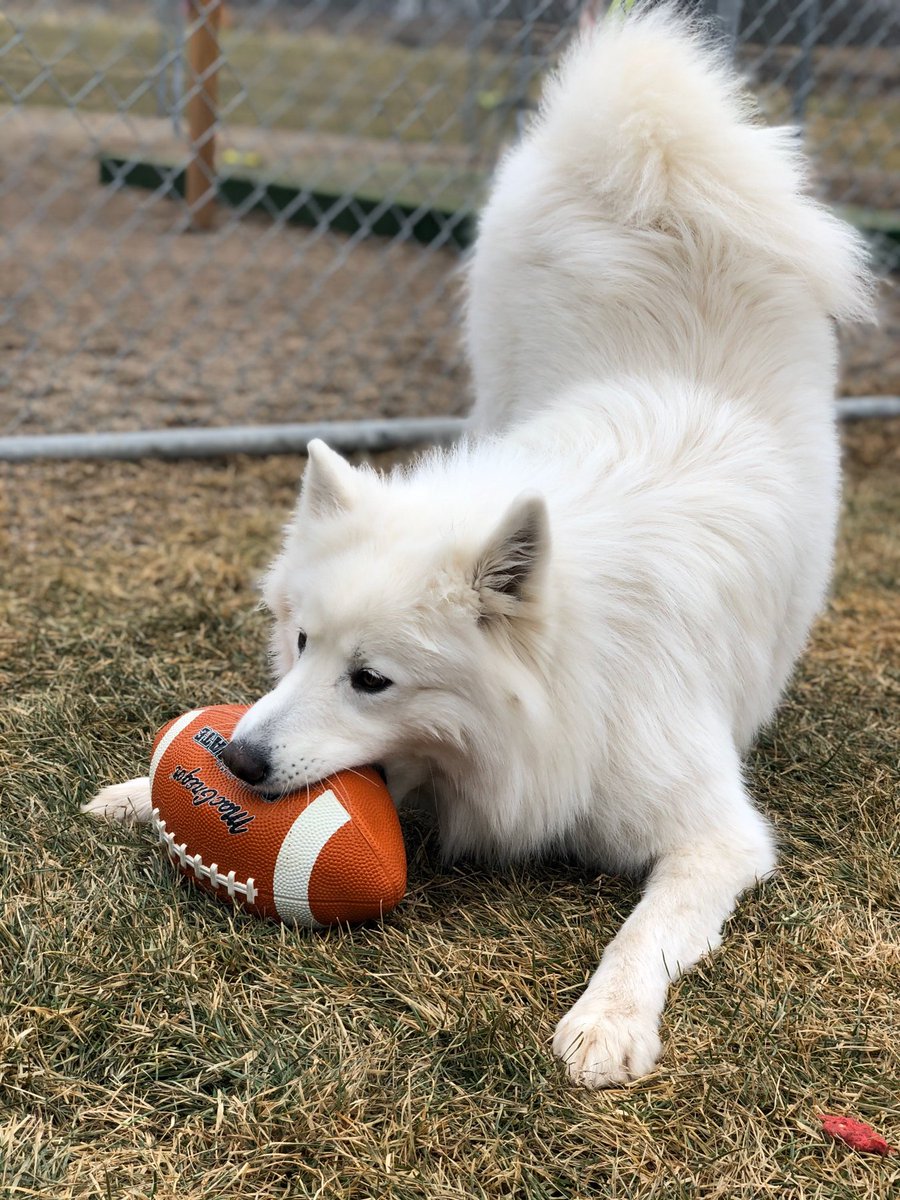 CanineAcresFF's tweet photo. Yesterday was football day at Fall Camp! Oliver came dressed to win, go Vikings! Fun was had by all.
#canineacresff #Fergusdogs #MNdogs #MNpetboarding #MNcats #shoplocal #dogs #cats #thursday #daycare #dogboarding #ottertailcounty #yappyhour #fergusfalls #nailtrims https://t.co/sBPydnfDzl