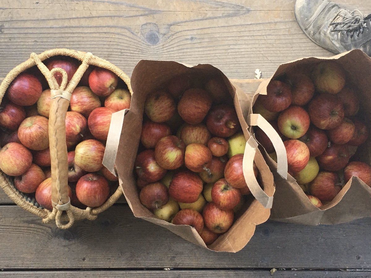 Today’s harvest. #applesfordays