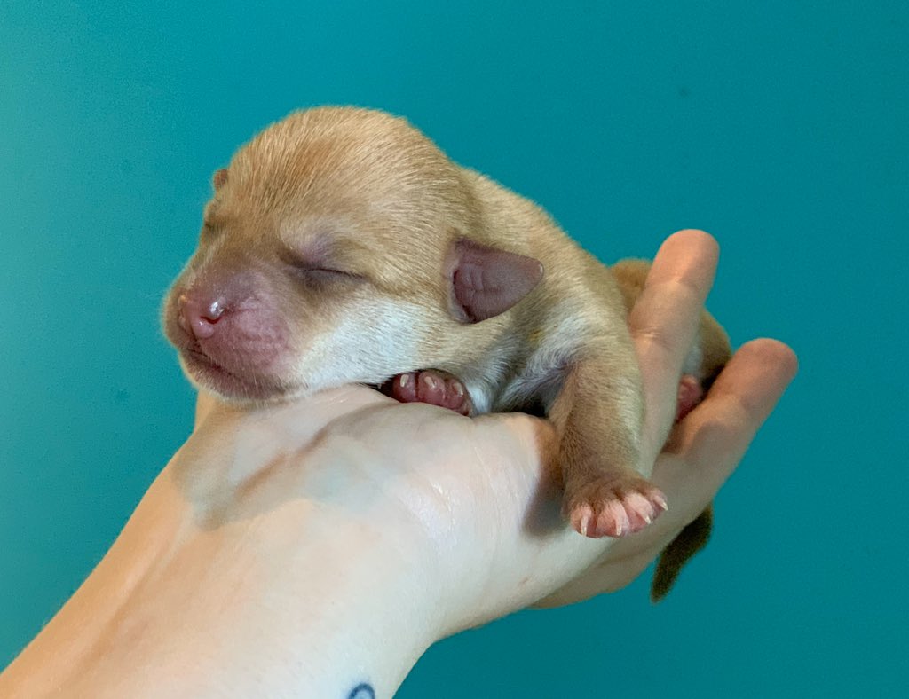 It’s just too much! 😭💕🐾 #rescuepuppies #AdoptDontShop #spayandneuter