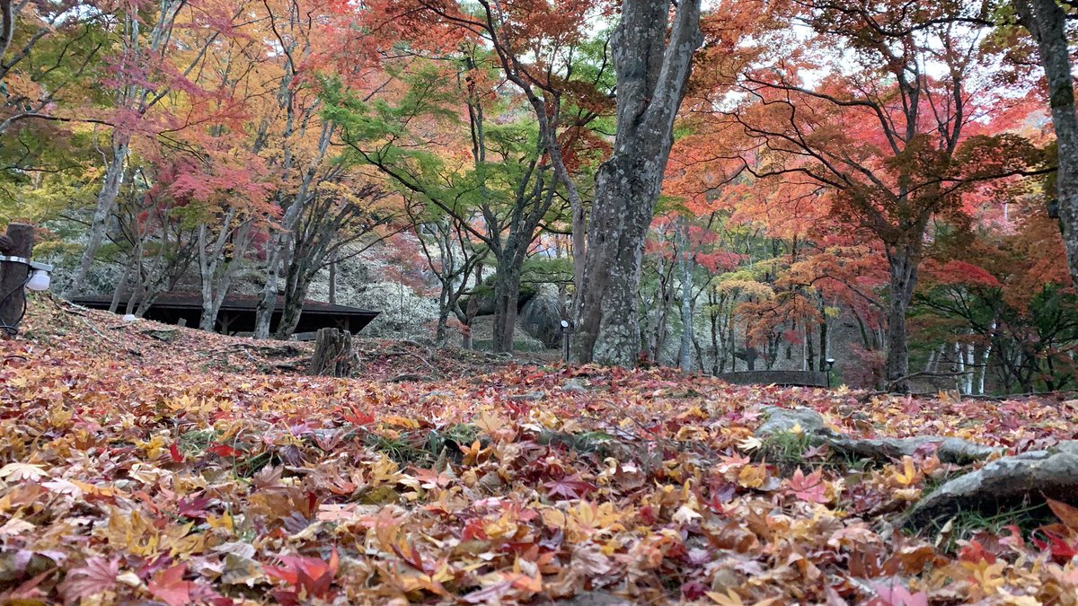 山寺の和尚さん 笠置寺 19紅葉情報 笠置山よりお伝えします 11月22日 正月堂周辺は 今週末までが見頃のようです 今日の天気予報は雨 もみじ公園は 散ったもみじと これから紅葉するもみじ 昨夜もライトアップを楽しまれる方が ちらほらと