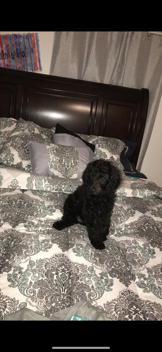 2018_castro's tweet image. Lil Cardi, Big Cardi