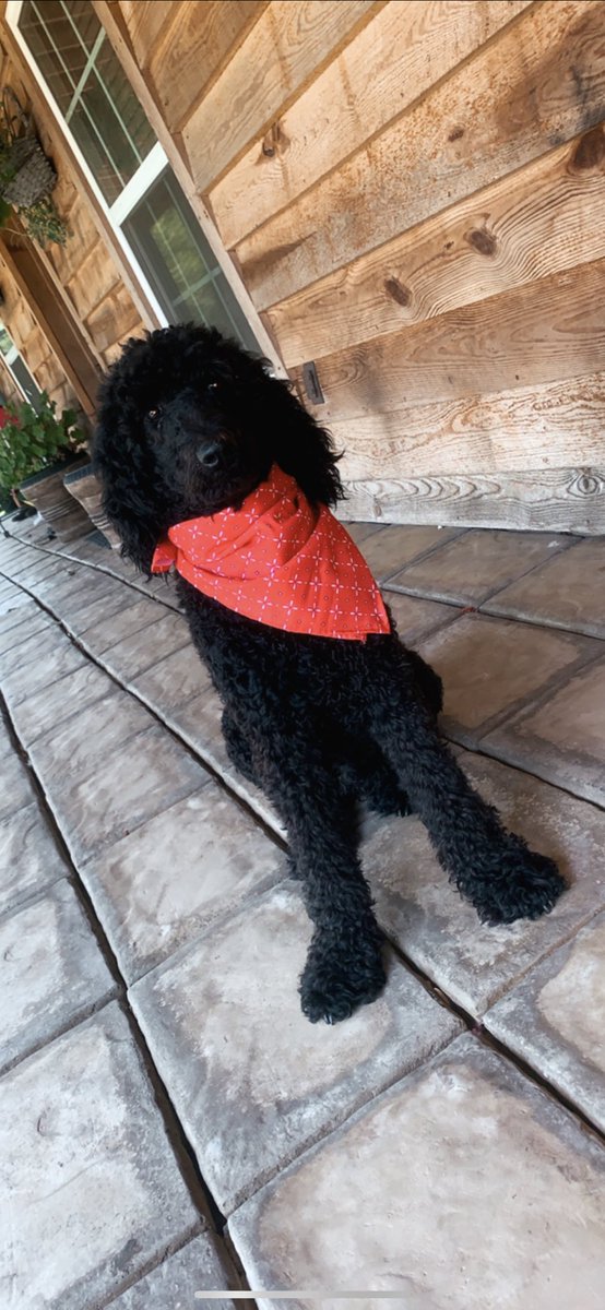 2018_castro's tweet image. Lil Cardi, Big Cardi