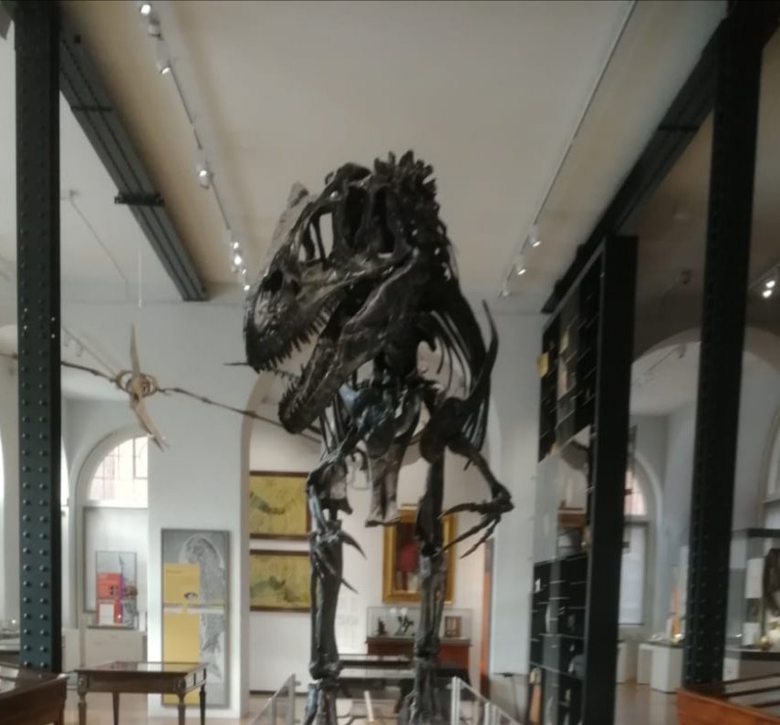 EducationAnyWay's tweet photo. Dinosaurs that thrilled @LapworthMuseum fluorescing rocks loads of hands on activities and a chill out corner, just what a tired explorer needs! #homeed #learningnottesting https://t.co/lxydNBJETt