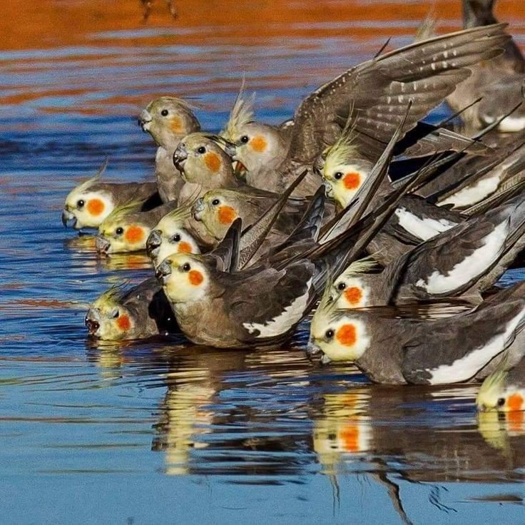 Boa noite galera das Psitas lindas....#calopsita #calopsitas #calopsitasmansas #calopsitamansa #psitas #psita #aves #ave #avesbrasil #lutino #calopsitalutino #calopsitabrasil #calopsita_brasil #passaro #passaros #passarosdobrasil #cockatiel #bird #birb #birds #birbs #🐦
