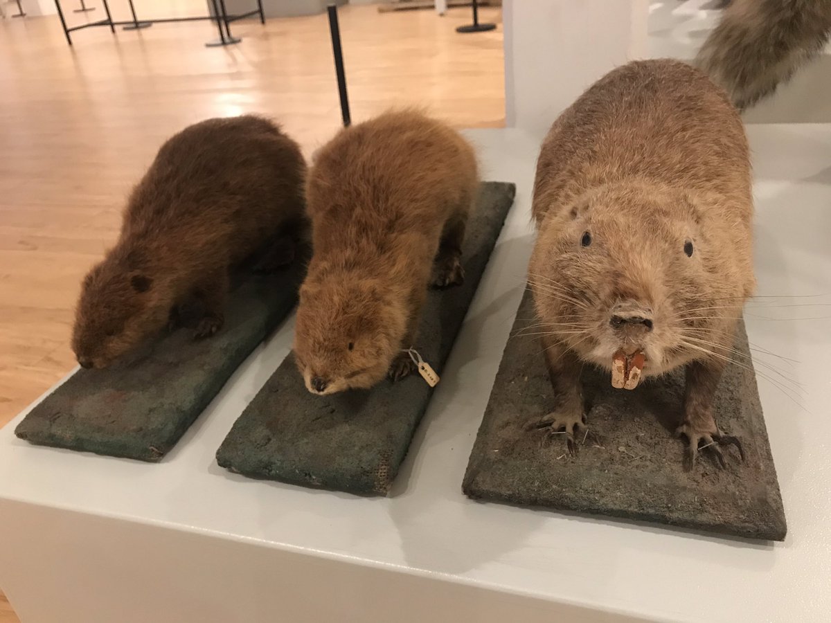 Canadian classics. #beavers #muskrat