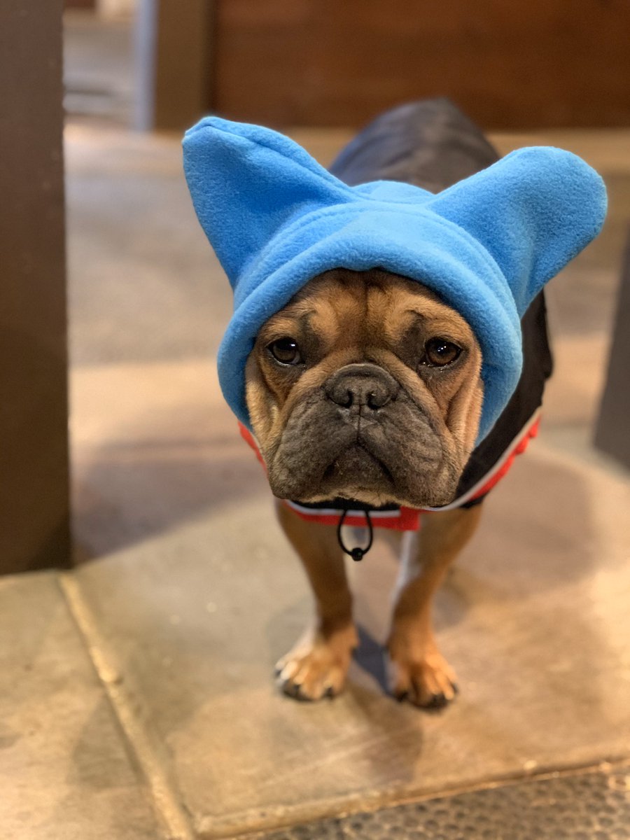 BatemanWy's tweet photo. gunna tell my kids this was Stitch https://t.co/t1801BhoaS