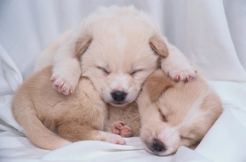 Who doesn't like something #soft and #comfortable to #sleep on? I know I do. If you do as well, check out the #pillows and #mattresses we have to offer on myblusleep.com

#sleeping #puppies #pillow #mattress
