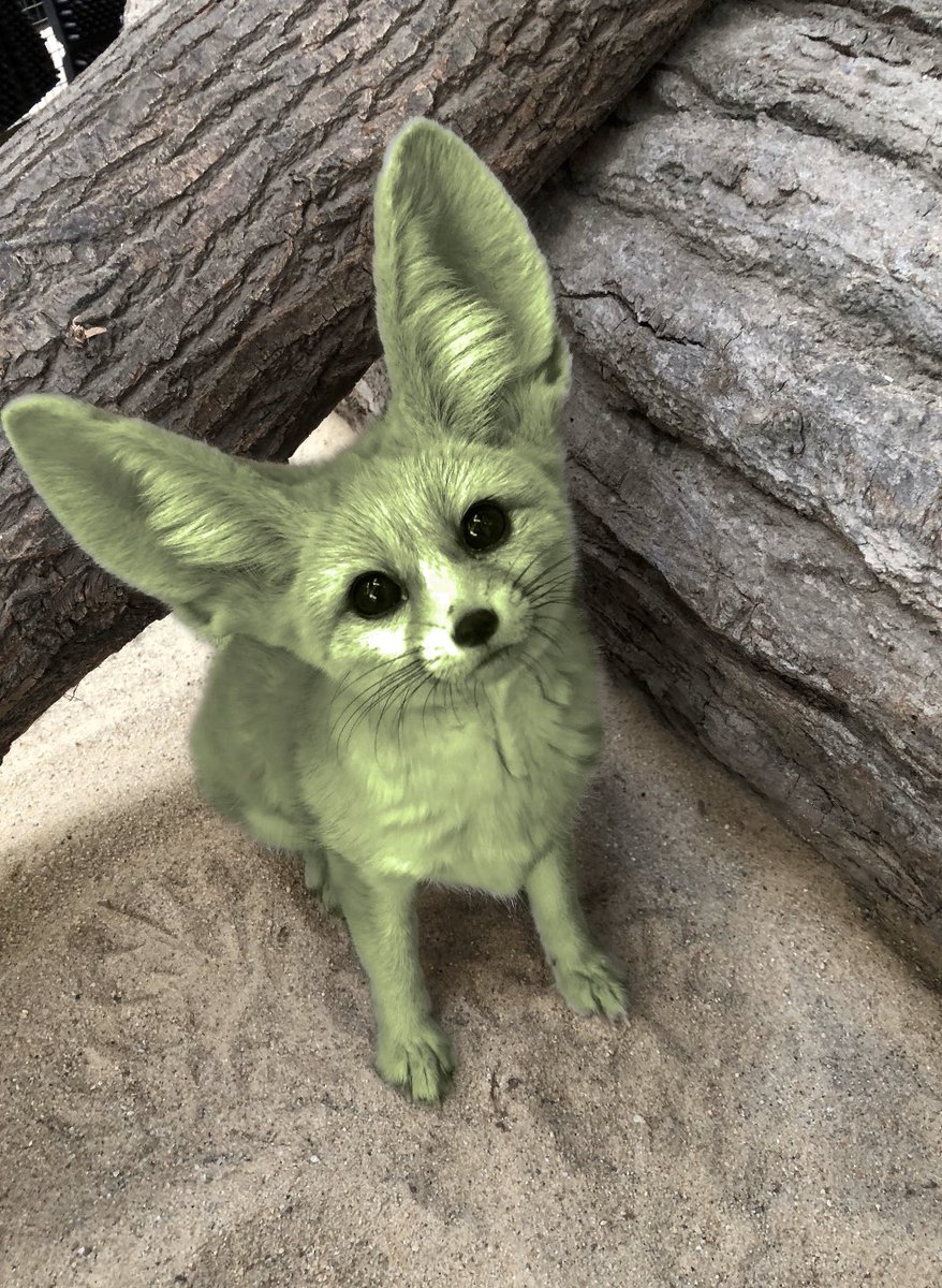 Zoo New England Okay Internet We See Your Babyyoda And Raise You Our Own Big Eared Doe Eyed Tiny Cutie Animal Ambassador Ariel The Fennec Fox No Fennec Foxes Were Dyed Yoda Green