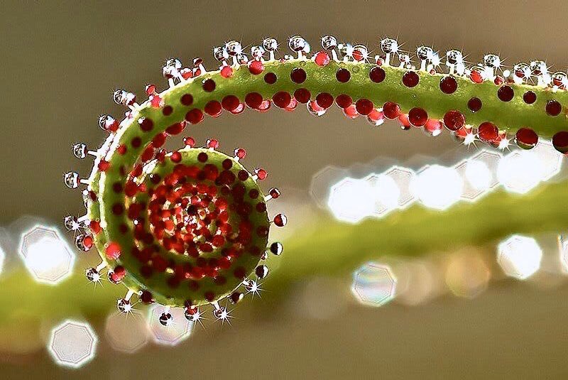 AnneScottlin's tweet photo. ❦Nature is a master jeweler.
~ Anne Scottlin
#nature #Photo #JoniNiemela #macro #beautiful #color #relaxing #meditation https://t.co/S4tCK9SQqz