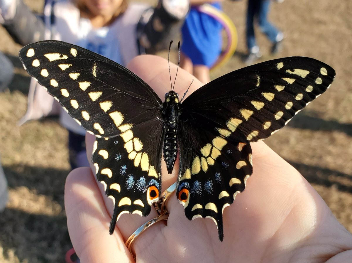 We had an unexpected butterfly emerge that was ready for release today! 😮🦋🥶 #butterflylifcycle #lifecycles #science #nature #handsonlearning