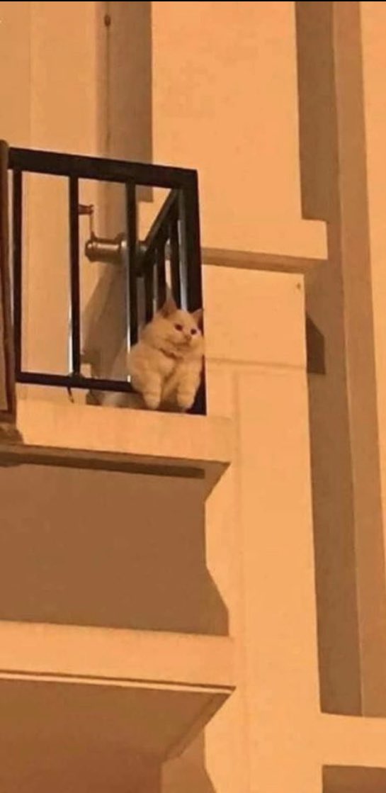 pupperonis's tweet image. star crossed lovers