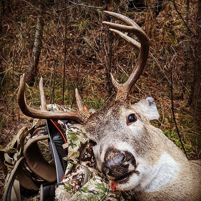 chesterdavidMT's tweet photo. Dropped this guy off at @gametrailstaxidermy yesterday and couldn't be happier entrusting them with my whitetail.  See you in 3 months big fella 👍. #montanawhitetail #montanahunting #whitetailhunting #montana #creedmoreworkless #65creedmoor #gametrai… https://t.co/JNqbodGcFJ https://t.co/FdGTC9ePwd