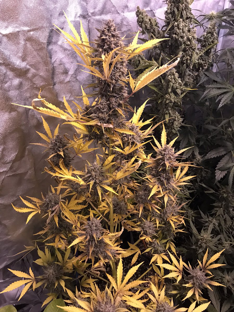 CbTreee's tweet image. Creme de la Chem by
#mephistogenetics with the massive fade 😱🤩🍁💛 #cannabis #goals #growyourown #marijuana #plants #BlackFriday #acmpr #marijuanagrowers #autoflower #marijuananews #CannabisNews #hightimes #femalegrower #chongschoice