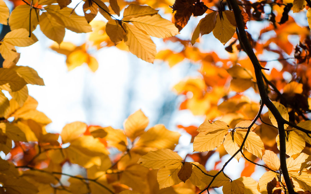 Теги: #листья #осень #ветка
Категория: #Осень
Размер: #2560x1600

СКАЧАТЬ ► 7fon.org/Wall/b33602/
ПРИЛОЖЕНИЯ ► 7fon.org/ANDROID/,  7fon.org/iOS/