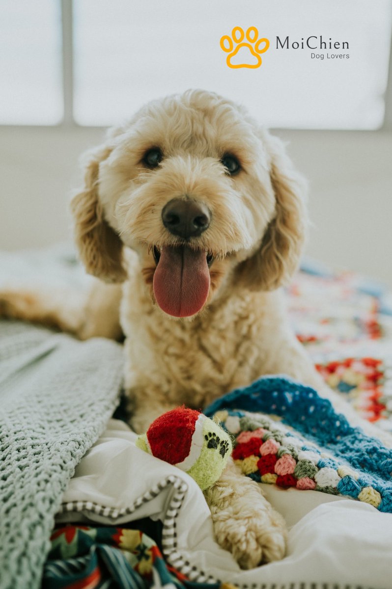 MoiChien2's tweet photo. ¡Gana un día de #juguete para tu peludo!🐾 🧸 

La rifa se llevará a cabo este Sábado 23 Nov 5pm en el #ForoAnimal #RivieraMaya entre los asistentes. #FARM2019 #Nutrelo #RespetoALaEspecie #Amalo #Ejercitalo @PlayaDelCarmen @PdelCarmenTV @VivoEnPlayaDC @TwittPlaya @CorazondePlaya https://t.co/2MuePOvckb