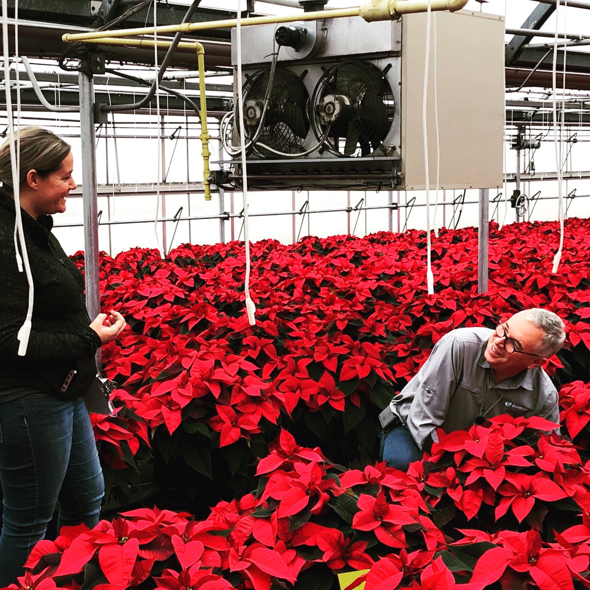 RVBioControl's tweet image. Visiting some poinsettia growers this week, some real outstanding quality poinsettias ready to find their new home. Healthy Root system on these poinsettia plants (Early innoculation Rootshield Plus). Clean Plants, no whitefly AND no insecticides, with BCA Eretmocerus eremicus.