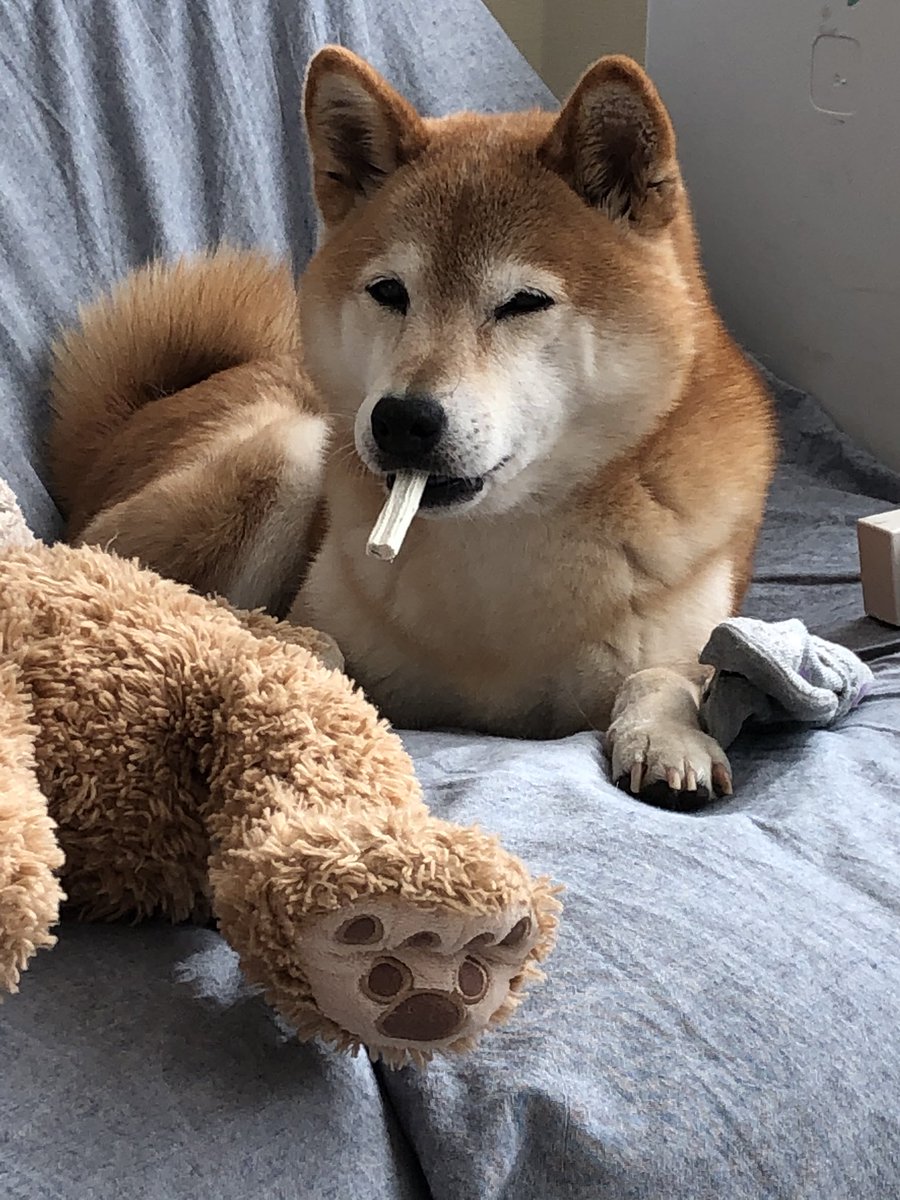 柴犬ちょめ タバコ吸う不良犬 本当は歯磨きガムだよ 柴犬 柴犬ちょめ 柴犬を崇めよ 健康を損なう恐れがあります でもガムだからね