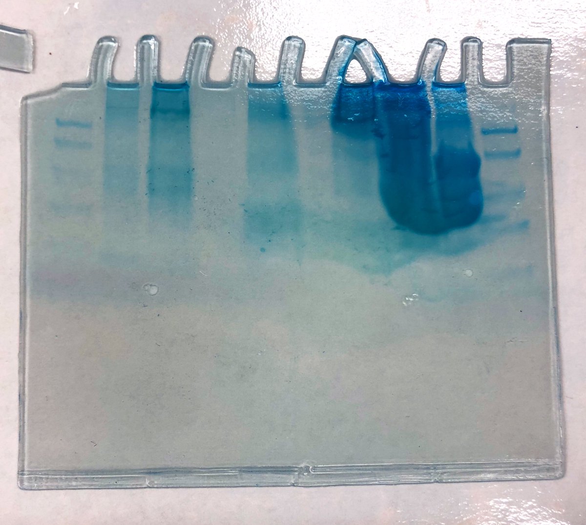 Both #APBio classes were able to try SDS-PAGE (protein electrophoresis) thanks to <a href="/FralinLifeSci/">Fralin Life Sciences Institute</a> #biotech-in-a-box program! Samples: MW marker, beef, turkey, pork, cheese, quinoa, beans, two types of egg, another marker #KRscience #WeAreKR #handsonlearning #fcps1kidsdeserveit