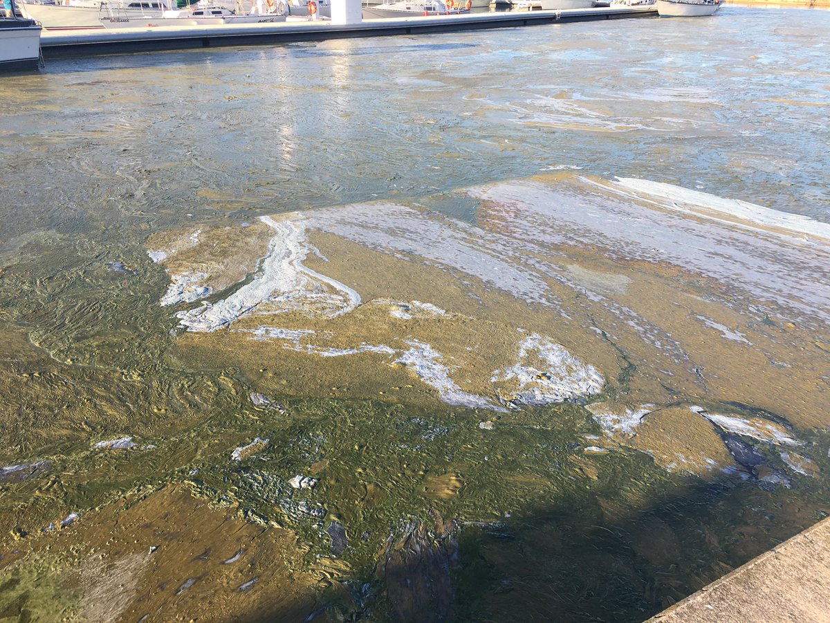My photos of blue green algae In Hamilton Harbour September 2018 near Leander boat club. Did sewage spill feed this? I asked city of Hamilton public works and public health if sewage was part of this. The answer was no. #sewagespill#hamont