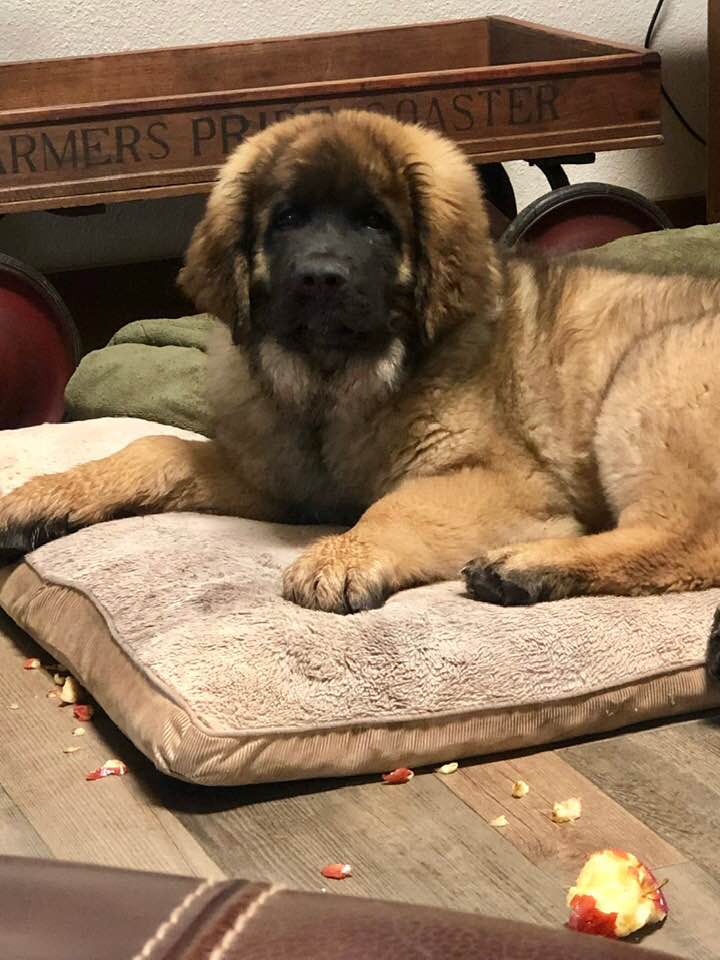 CvLeonbergers's tweet photo. Our newest member, Leos By the Sea Riptide, discovering his first apple and wondering if he is in trouble... https://t.co/cCyXnzx1Im