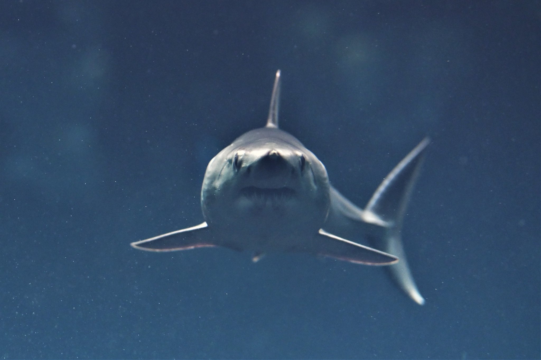 空白寺 Twitter ನಲ ಲ Shark Sociology 本当に美しかったです これまでアオザメは横や斜めからの写真しか見たことがなかったので 正面顔を見たときは私も ホホジロザメに似ている と感動しました またいつかこの目で見る機会が訪れることを祈ってい 空白寺 Twitter ನಲ ಲ Shark Sociology 本当に美しかったです これまでアオザメは横や斜めからの写真しか見たことがなかったので 正面顔を見たときは私も ホホジロザメに似ている と感動しました またいつかこの目で見る機会が訪れることを祈ってい