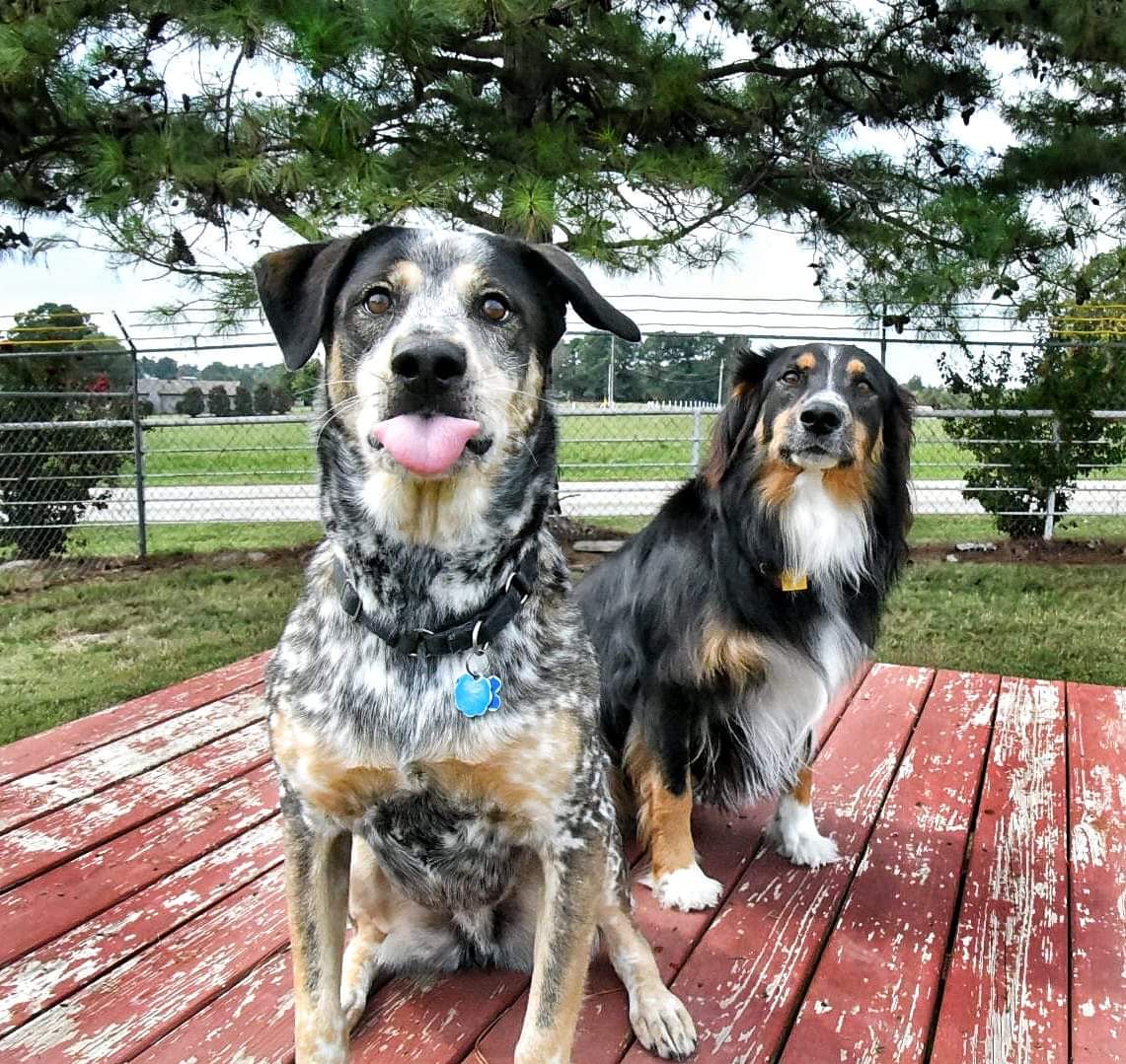 JennJanda's tweet photo. @IvePetThatDog Gryffindor and Hagrid say hi! https://t.co/u8SG3mKOP8
