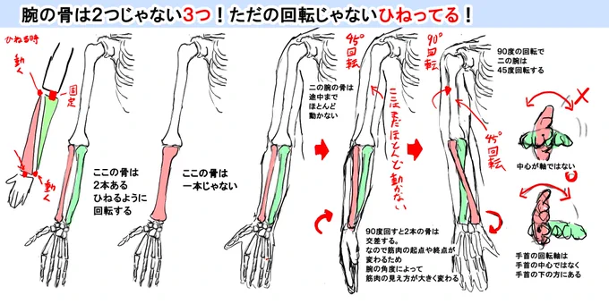 腕の骨は2本じゃなくて3本ある話
そんでもってただ回転しているんじゃなくてひねって回転してる。
個人的に筋肉で一番難しいのは腕の筋肉だと思う
手首の向きや、腕の折り曲げ、肩の回転で筋肉の見え方がめちゃくちゃ変わる。マジで死ぬ…
まずはこの骨の構造を完璧に把握しなければ…! 