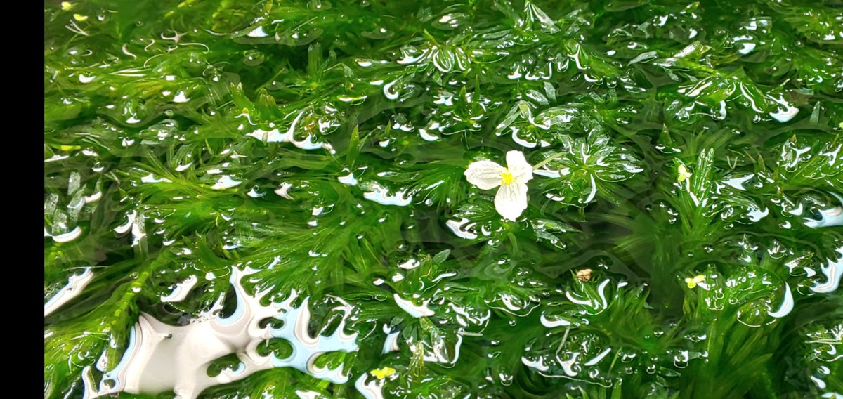 オトシンクルス W ペットショップに水草を買いに行ったら アナカリスの花が一輪咲いてた W 本物は初めて見たかも アクアリウム アナカリス 花 一輪