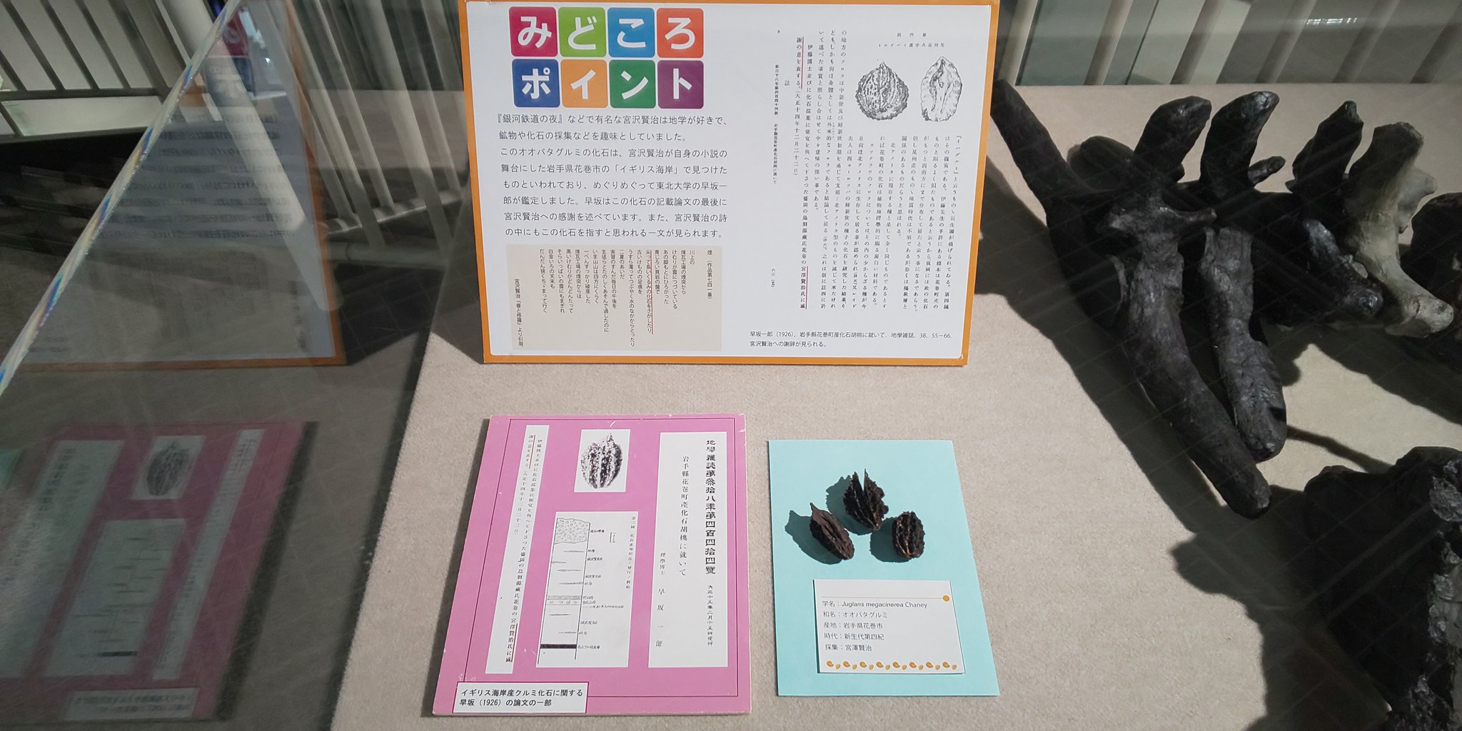 宮沢賢治　バタグルミ化石　土付き 東北大学総合学術博物館 on X: 