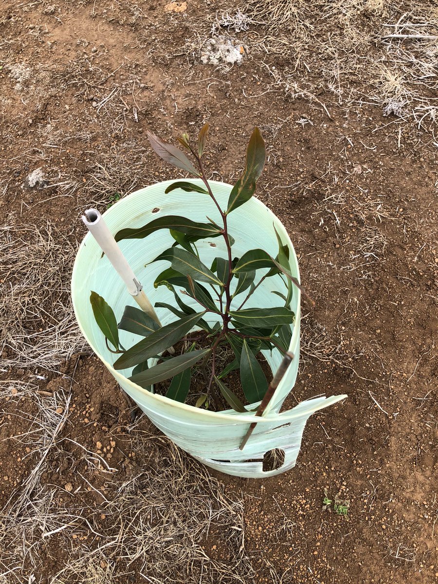 GHCMAsoil's tweet photo. Wattle tree varieties at the Gazettle Land Management Group farm demo site #wattleseeds @AusLandcare @basalttobay @GHCMA https://t.co/jsYMGXIinc